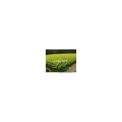 1米紫玉蘭小苗價格，80公分高廣玉蘭小苗價格