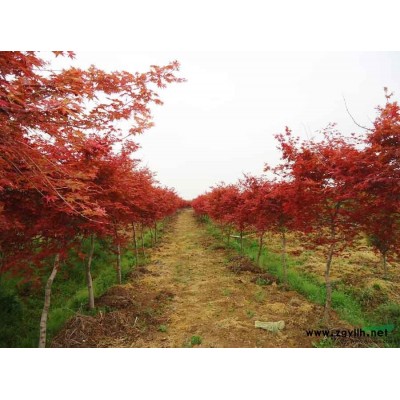 龜甲冬青，茶花、桂花、杜英、廣玉蘭、四季青草坪