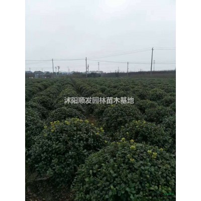 江蘇廣玉蘭2介紹/特征/用途