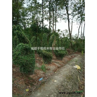 西南香樟種植基地批發   15公分熟貨香樟價格