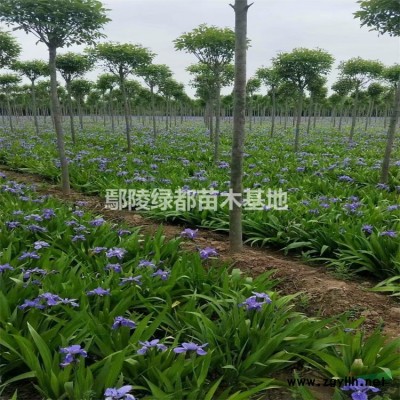 廣玉蘭價格 2到18公分廣玉蘭批發 常綠綠化樹種