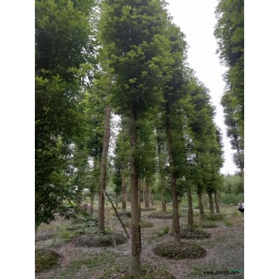 四川千蜀園林長期供應10-30公分銀杏  好中差樹形都有