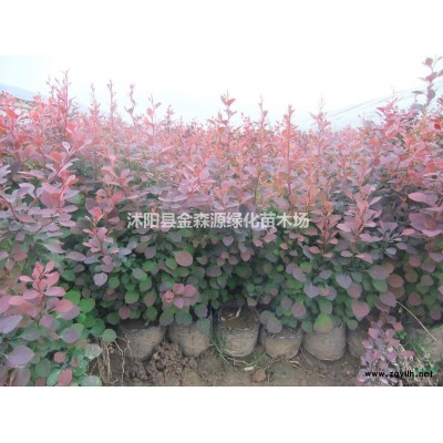 供應(yīng)銀杏 白果樹(shù)圖片 銀杏 白果樹(shù)價(jià)格