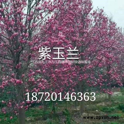 江西8-30公分廣玉蘭介紹/特征/用途