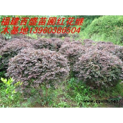 供應香樟、桂花、羅漢松、塔柏、茶花、竹柏、天竺桂