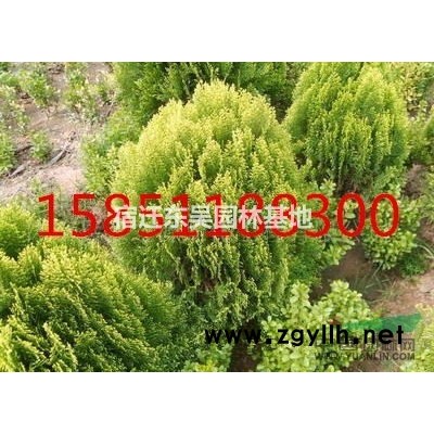 9公分銀杏江蘇產(chǎn)地價(jià)格報(bào)價(jià)