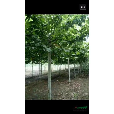 沭陽(yáng)香溢花園供應(yīng)廣玉蘭