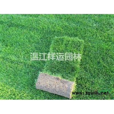 叢生香樟