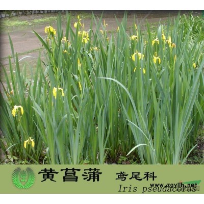 銀杏、國槐、北京檜、蜀檜、龍柏、側(cè)柏、地柏、