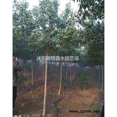 10公分香樟價格