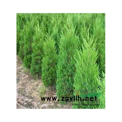 優(yōu)質(zhì)安徽香樟樹(shù) 滁州香樟產(chǎn)地直銷