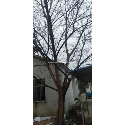 浙江香樟 湖州香樟基地批發(fā)/供應(yīng)