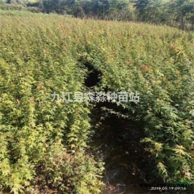 香樟小苗種植區(qū) 批發(fā)香樟小苗 香樟小苗盆栽綠化