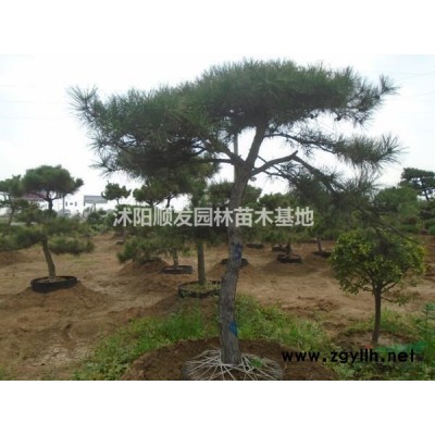 江蘇供應銀杏規(guī)格*