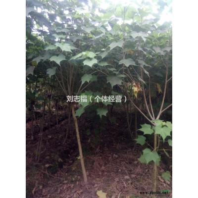 供應(yīng)廣玉蘭