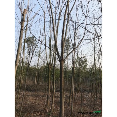 精品南京廣玉蘭行情報價\精品廣玉蘭圖片展示