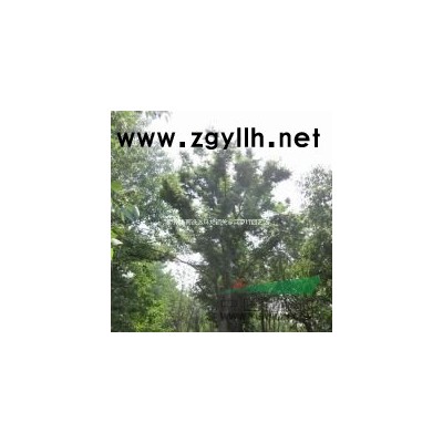 安徽低價供應(yīng)優(yōu)質(zhì)銀杏樹