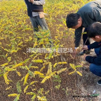 廣玉蘭小苗1米高廣玉蘭小苗價格報價
