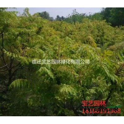 江蘇常年供應(yīng)規(guī)格6公分~15公分廣玉蘭