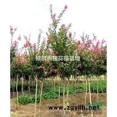 湖北10-15公分廣玉蘭，香樟，欒樹，桂花樹出售