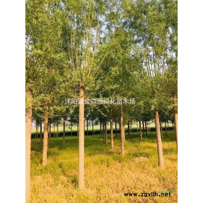 廣玉蘭產(chǎn)地 廣玉蘭圖片 廣玉蘭價(jià)格