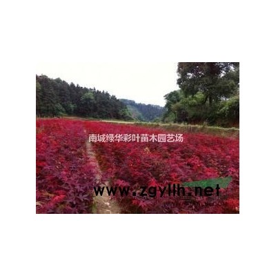 金葉銀杏 供應具觀賞的銀杏樹 金葉銀杏樹苗 金葉銀杏苗價格