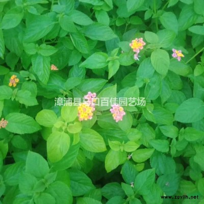 福建漳州香樟苗場