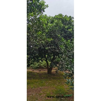 湖南香樟基地 湖南大香樟樹基地 長沙香樟批發(fā) 這是今天從自家