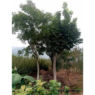 供欒樹樂(lè)昌含笑沙樸香泡香樟馬褂木月月桂廣玉蘭紫葉李綠梅