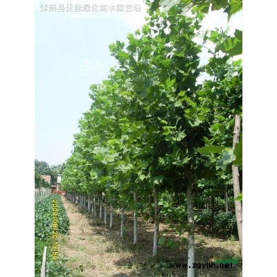 銀杏、法桐、垂柳、紅楓、紫薇、紫荊、紅葉石楠、紅王子錦帶