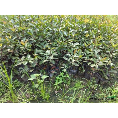 移栽香樟大規格香樟叢生香樟實生香樟