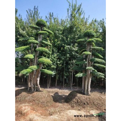 湖南廣玉蘭批發(fā)本基地有各種規(guī)格廣玉蘭