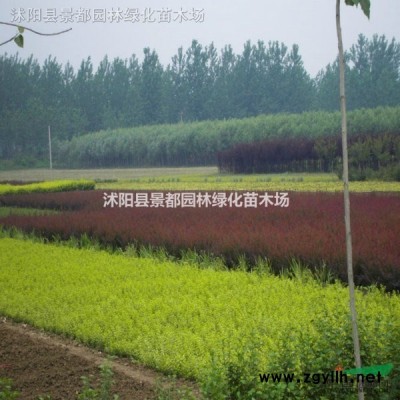 批發綠化苗木銀杏小苗白果樹小苗 規格*