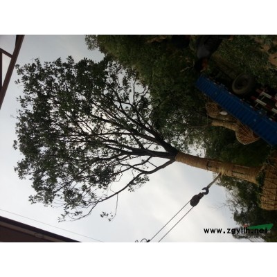 廣玉蘭，浙江廣玉蘭，長興廣玉蘭