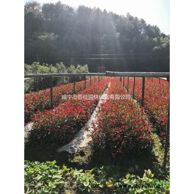 低價供應各種規(guī)格桂花，香樟，廣玉蘭，樸樹