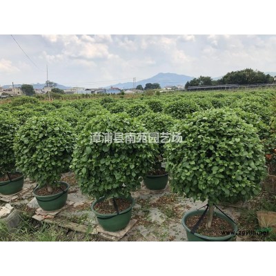 福建供應叢生全冠香樟5-8桿