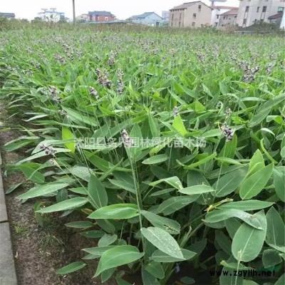 江蘇廣玉蘭信息