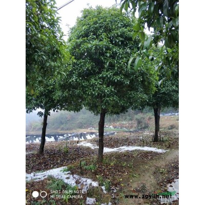 廣玉蘭胸徑12-25公分