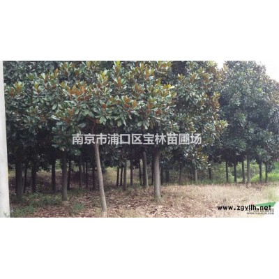 長(zhǎng)期大量供應(yīng)1至25公分廣玉蘭