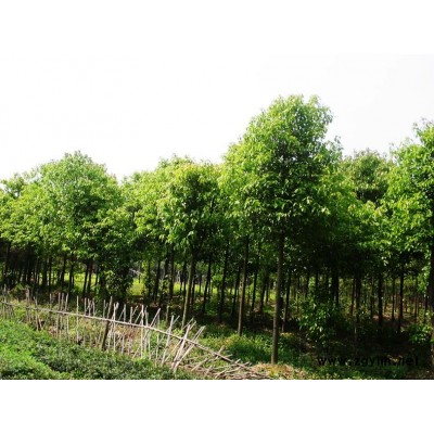供應(yīng)廣玉蘭，湖南廣玉蘭，廣玉蘭價(jià)格
