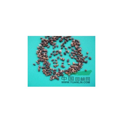 香樟種子行情報(bào)價(jià)\香樟種子圖片展示