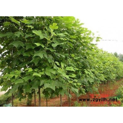 江蘇常年供應(yīng)規(guī)格8公分~18公分香樟樹