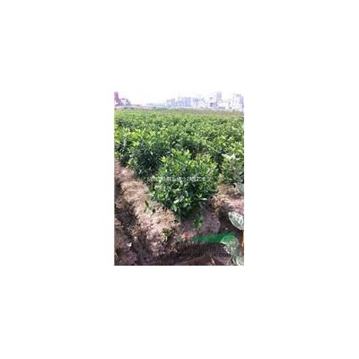 浙江蕭山供應各種規格香樟