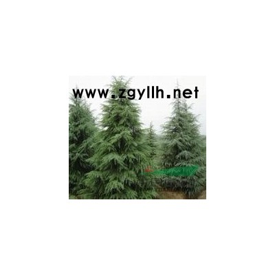 滁州廣玉蘭苗圃報價/10公分/12公分廣玉蘭價格這里是*便宜
