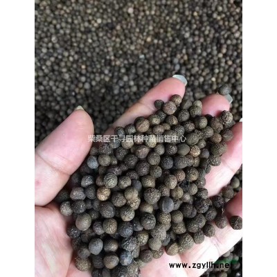 九江香樟種子專業(yè)批發(fā)，提供香樟種子育苗技術(shù)，保證發(fā)芽率