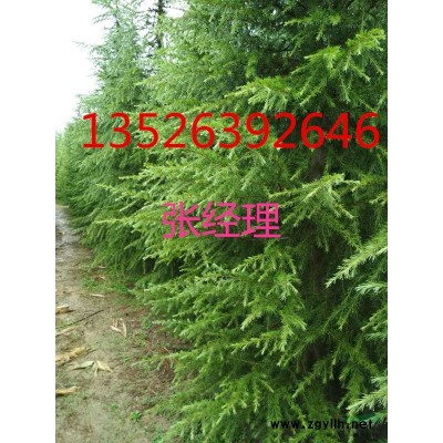 廣玉蘭|廣玉蘭價格|駐馬店廣玉蘭基地-小胡雪松苗木基地
