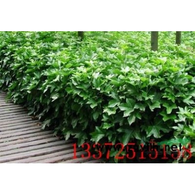 Φ10－25廣玉蘭