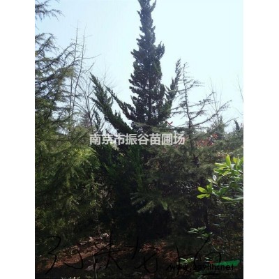 供應(yīng)18一22公分香樟