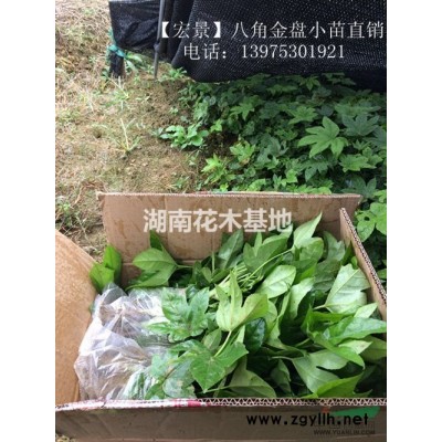 湖南宏景苗木基地長期特供15公分湖南嫁接銀杏薄利多銷