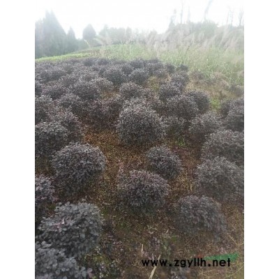 平哥苗木基地供應香樟小苗
